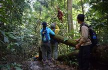 Jungle Trekking 1 Day in Bukit Lawang