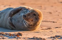 Wellfleet Harbor Seal Cruise Small Group Boat Tour on Cape Cod