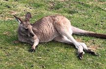 Mt Wellington Bonorong Wildlife Sanctuary and Wine Tasting Tour