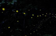Sandakan Mangrove Fireflies Dinners Tastings and Cruise