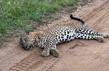 7 Day Sri Lanka Private Tour with 4 Star Accommodation and Safari