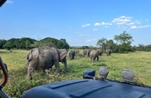 Yala National Park Full Day Safari with Jeep and Guide