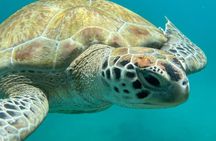 Luxury Private Boat Tour Barbados Snorkeling and Turtles