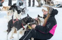 Rovaniemi Insider: 10 km Husky Self‑Drive Adventure