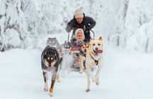 Rovaniemi Insider: 10 km Husky Self‑Drive Adventure