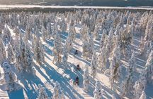 Snowmobile Safari into the Arctic Circle Forest