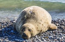 Wellfleet Harbor Seal Cruise Small Group Boat Tour on Cape Cod