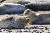 Wellfleet Harbor Seal Cruise Small Group Boat Tour on Cape Cod