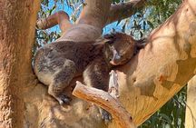 Private Great Ocean Road Day Tour for big families and friends