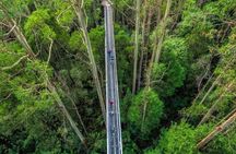 Otway Fly Treetop Walk Waterfalls and Redwood Tour from Melbourne