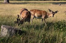 Guided Nature Walk in San Rossore Natural Park