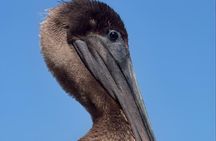 New Orleans Wings of the Wetlands Guided Birding Expedition