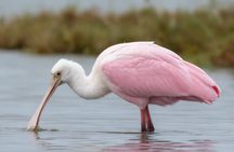 New Orleans Wings of the Wetlands Guided Birding Expedition