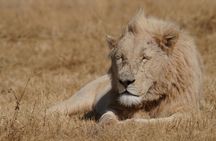 3-Days Masai Mara Migration Experience:Shared 4×4 Jeep Safari