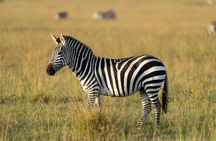 3-Days Masai Mara Migration Experience:Shared 4×4 Jeep Safari