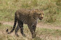 3-Days Masai Mara Migration Experience:Shared 4×4 Jeep Safari