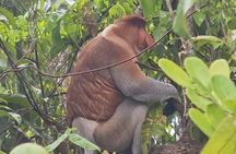 Bongawan River Cruise Proboscis Monkey, SkyMirror, Fireflies