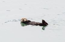 Wildlife Quest and Fin Island Lodge from Sitka