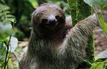 Sloth Wildlife Tour Guanacaste Waterfall Hanging Bridges Nature