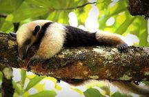Sloth Wildlife Tour Guanacaste Waterfall Hanging Bridges Nature