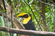 Sloth Wildlife Tour Guanacaste Waterfall Hanging Bridges Nature