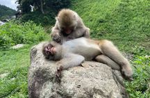 Green Season Snow Monkeys: Baby Monkeys & Scenic Forest Walk