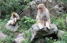 Green Season Snow Monkeys: Baby Monkeys & Scenic Forest Walk