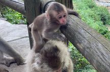Relaxed Snow Monkeys & Shibu Onsen: Green Season Private Tour
