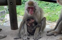 Relaxed Snow Monkeys & Shibu Onsen: Green Season Private Tour