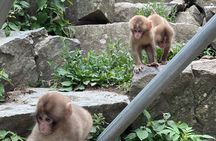 Relaxed Snow Monkeys & Shibu Onsen: Green Season Private Tour
