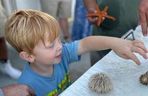 Dolphin & Sealife Cruise at Crazy Sister Marina