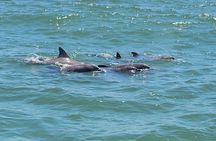 Dolphin & Sealife Cruise at Crazy Sister Marina