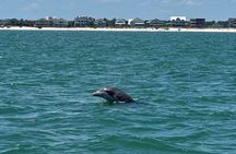 Dolphin & Sealife Cruise at Crazy Sister Marina