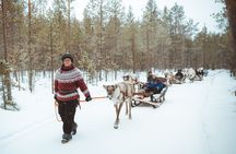 Apukka Reindeer Journey