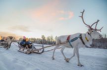 Apukka Reindeer Journey