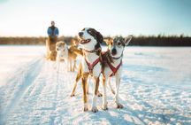 6km Apukka Husky Adventure in Rovaniemi