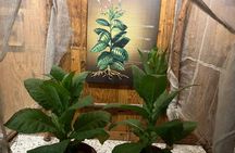 Puerto Plata Rum and Cigar Experience for Adults Only