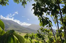 Tropical Fruit Tasting Experience