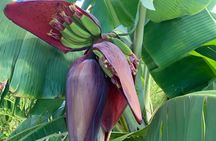 West Maui Herbal Tea and Tropical Fruit Tasting Tour
