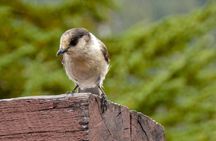 Garibaldi Lake Hike & Photography