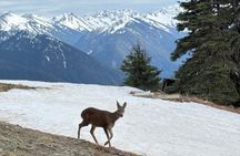 Touring Olympic National Park, Mountains, Lake, and Rainforest