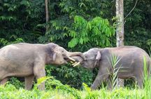 Sandakan: 4D3N Kinabatangan, Forest, Sepilok and Cave