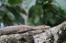 Sandakan: 4D3N Kinabatangan, Forest, Sepilok and Cave