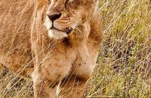 6 Days Safari Adventure in Maasai Mara