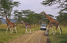 6 Days Safari Adventure in Maasai Mara