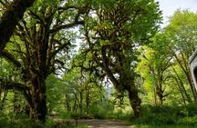 Lake Quinault Rainforest Tour Nature and Wildlife Adventure