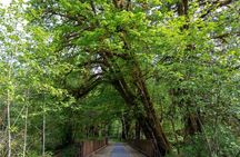 Lake Quinault Rainforest Tour Nature and Wildlife Adventure