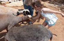 Naxian Farm Experience with hands on Cheese Making activity