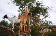 Crocoparc and Goats in the Argan Trees Tour from Agadir