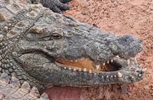 Crocoparc and Goats in the Argan Trees Tour from Agadir
